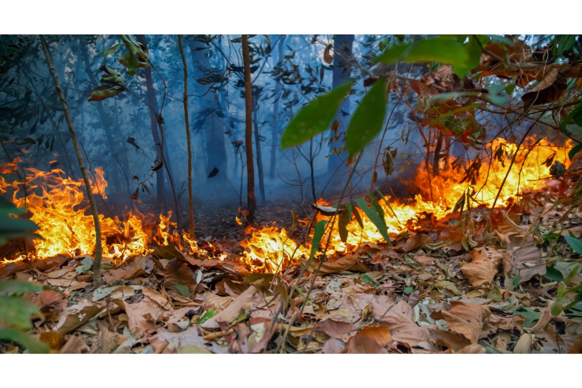 Tolko Industries Ordered to Pay Wildfire Suppression Costs | SPIEDR